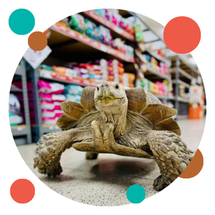 Reptile Food & SuppliesA close-up of a large tortoise in store. 