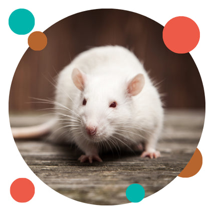 Live FeedersA close-up of a white rat.
