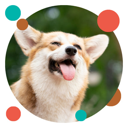 Dog Food & Supplies