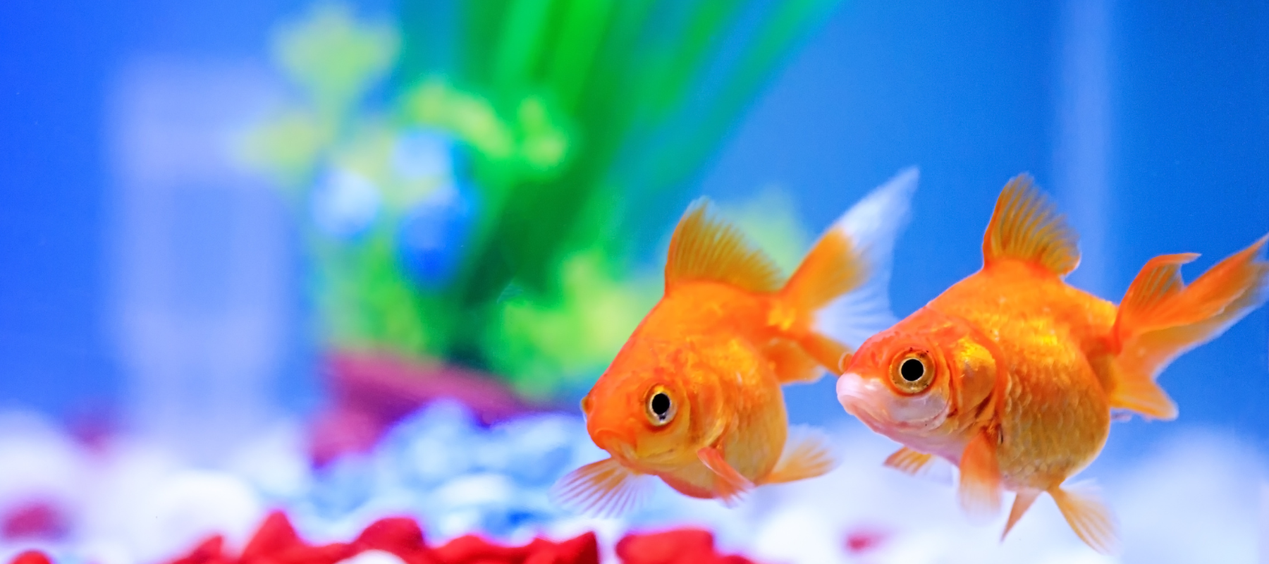 A close-up of two goldfish swimming in a tank.