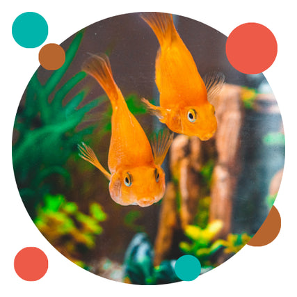 Fish Food & SuppliesTwo orange goldfish swimming in a tank.